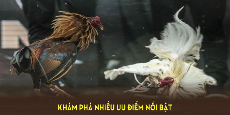 Khám phá nhiều ưu điểm nổi bật của đá gà cựa dao